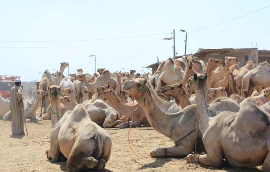 Découvrir le Nil en dahabeya de Louxor à Assouan, 7 nuits / 8 jours