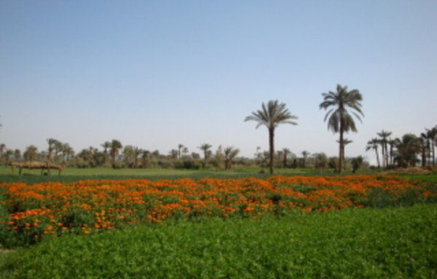 Depuis le Caire pour visiter la région du Fayoum 3 jours / 2 nuits