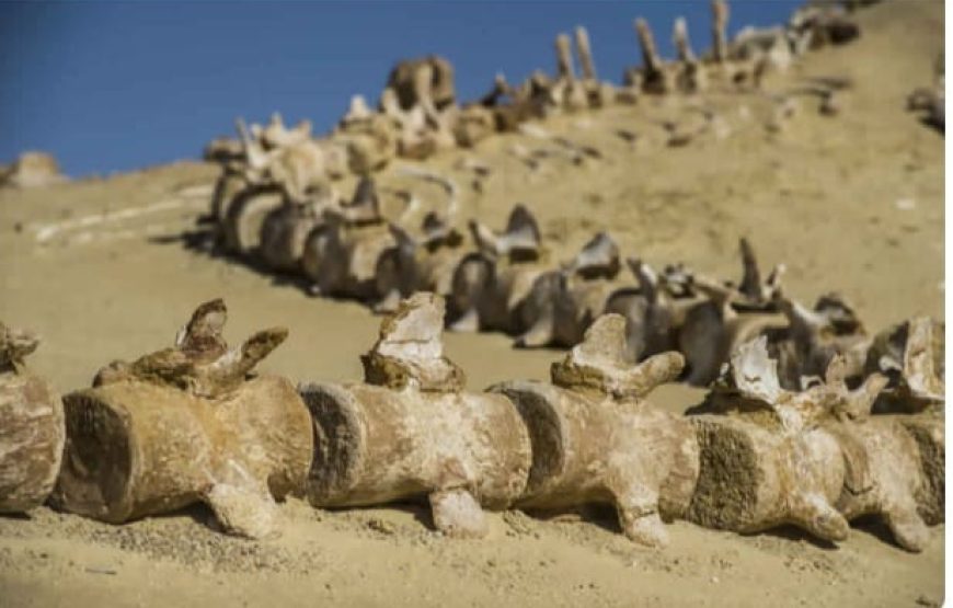 Excursion au départ du Caire pour l’oasis du Fayoum de 2 jours / 1 nuit